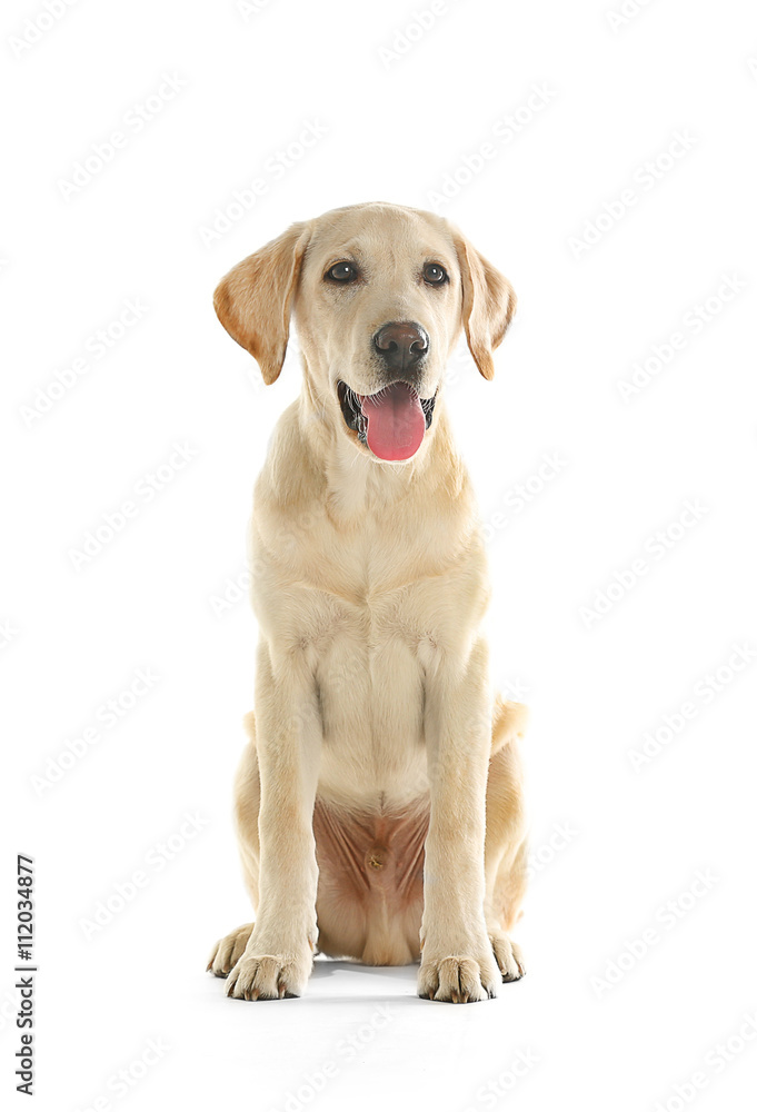 Cute Labrador dog sitting isolated on white Cute Labrador dog sitting isolated on white
