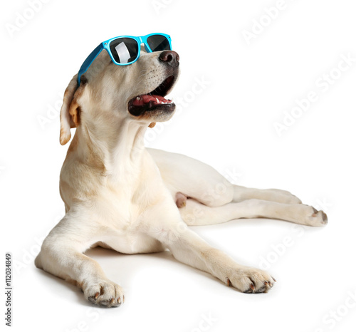 Photography Cute Labrador dog with sunglasses isolated on white