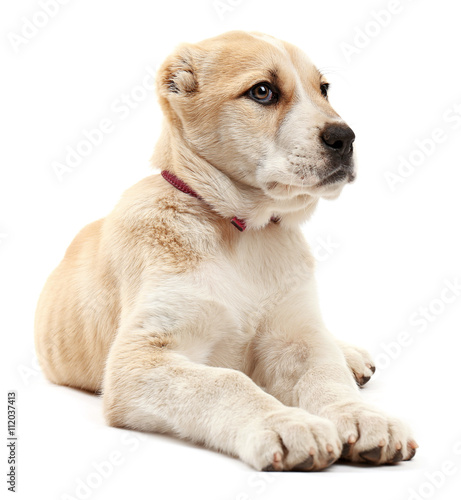 Fototapeta Naklejka Na Ścianę i Meble -  Central Asian Shepherd puppy isolated on white