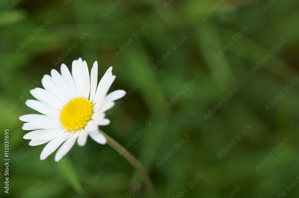 Gänseblümchen Gänseblümchen