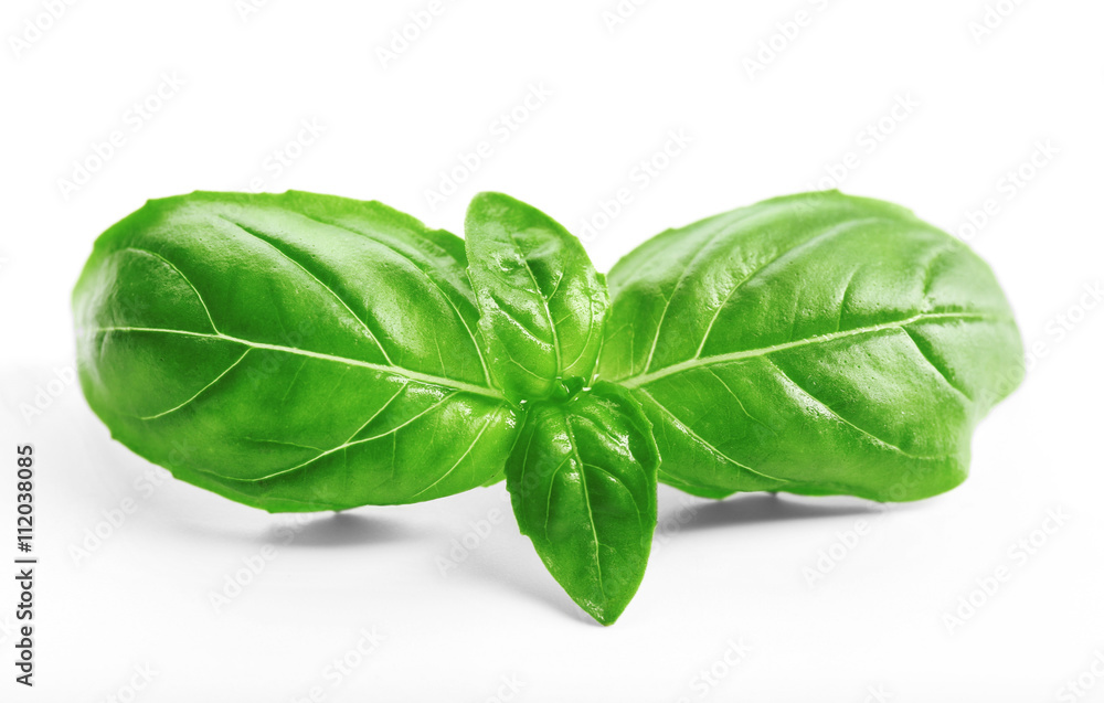 Fresh basil leaves on white background Fresh basil leaves on white background