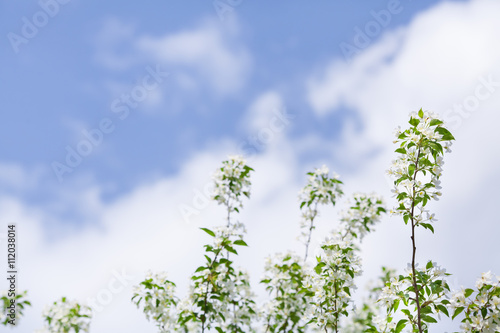 Blooming branches of apple tree on sky background