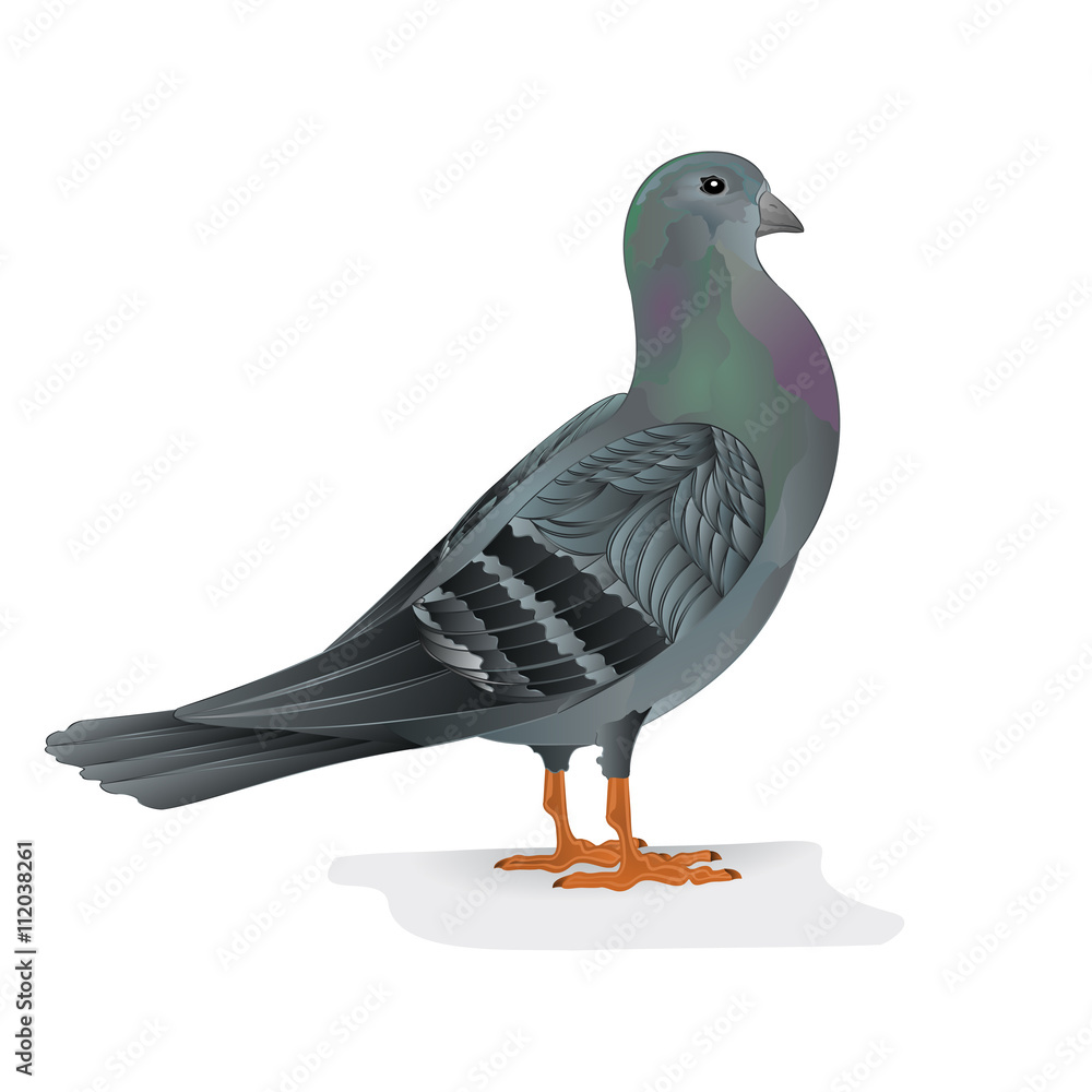 Fototapeta premium Carrier pigeon breeding bird sports bird vector illustration