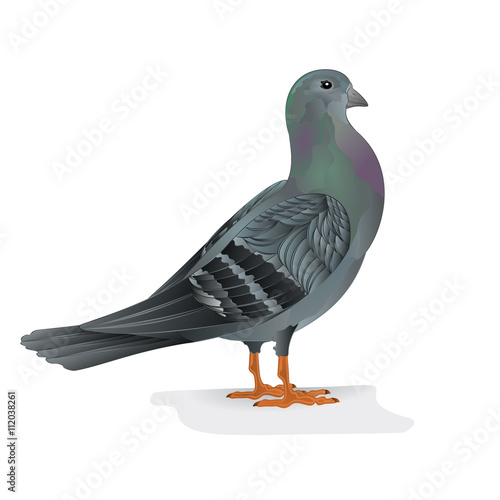 Carrier pigeon breeding bird sports bird vector illustration
