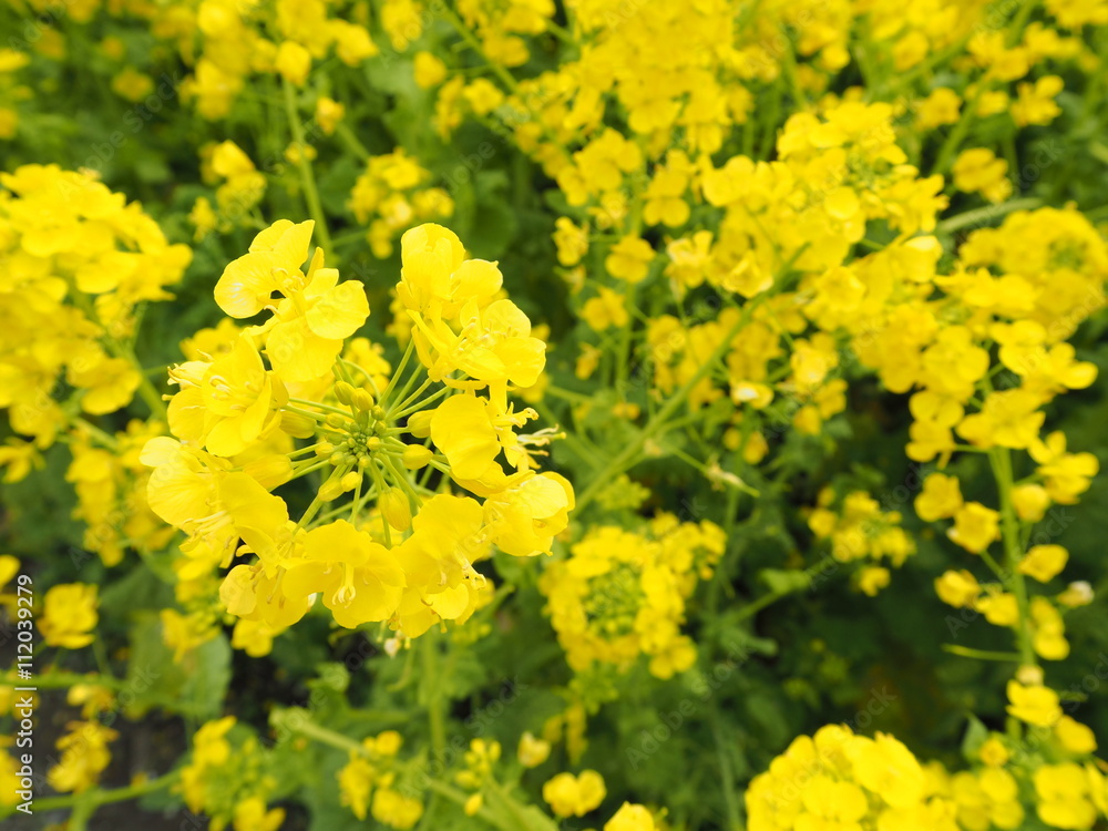 canola field in Hama rikyu garden tokyo OLYMPUS DIGITAL CAMERA canola field in Hama rikyu garden tokyo OLYMPUS DIGITAL CAMERA