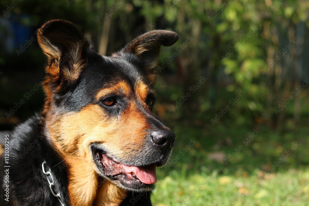 Fototapeta premium Mischling