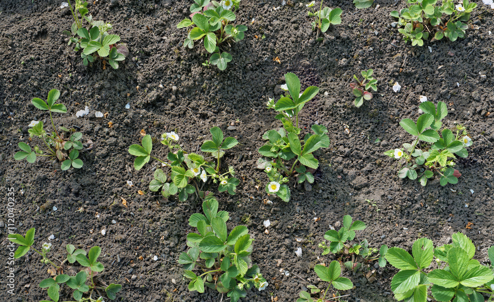 bed with the young blossoming strawberry bed with the young blossoming strawberry