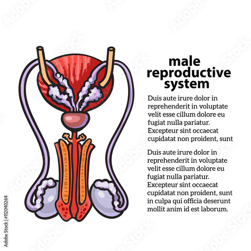 Male reproductive system, vector sketch hand-drawn illustration isolated on white background, isolated detailed color image of the male reproductive system, male health