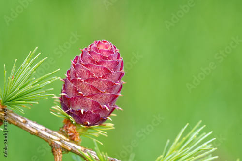 Larch strobilus: ovulate cone of larch tree in spring, end of May. photo