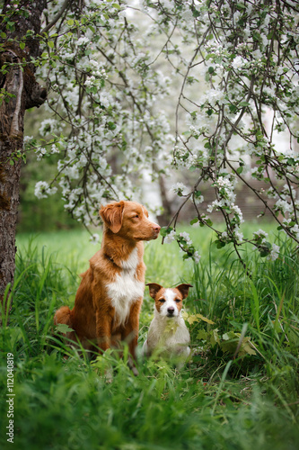 Fototapeta Naklejka Na Ścianę i Meble -  Dog Jack Russell Terrier and Dog Nova Scotia Duck Tolling Retriever walking on the background of white flowers in the orchard.