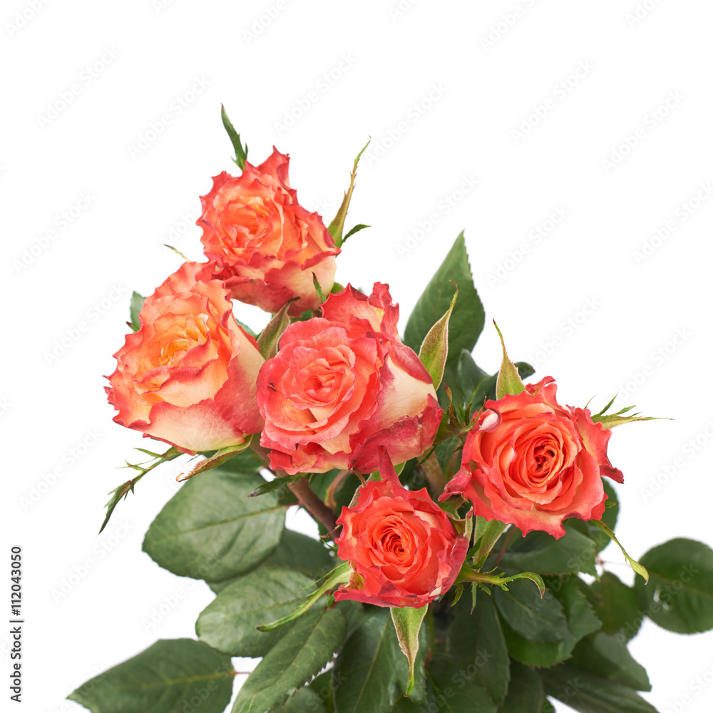 Fresh red roses over the white isolated background Fresh red roses over the white isolated background