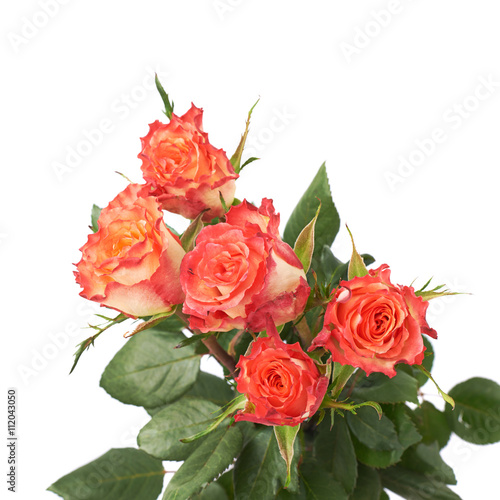 Fresh red roses over the white isolated background