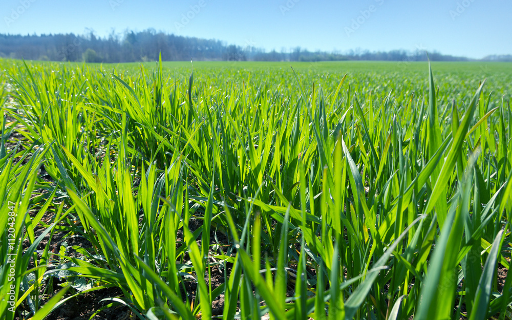 Spring field with fresh green grass.