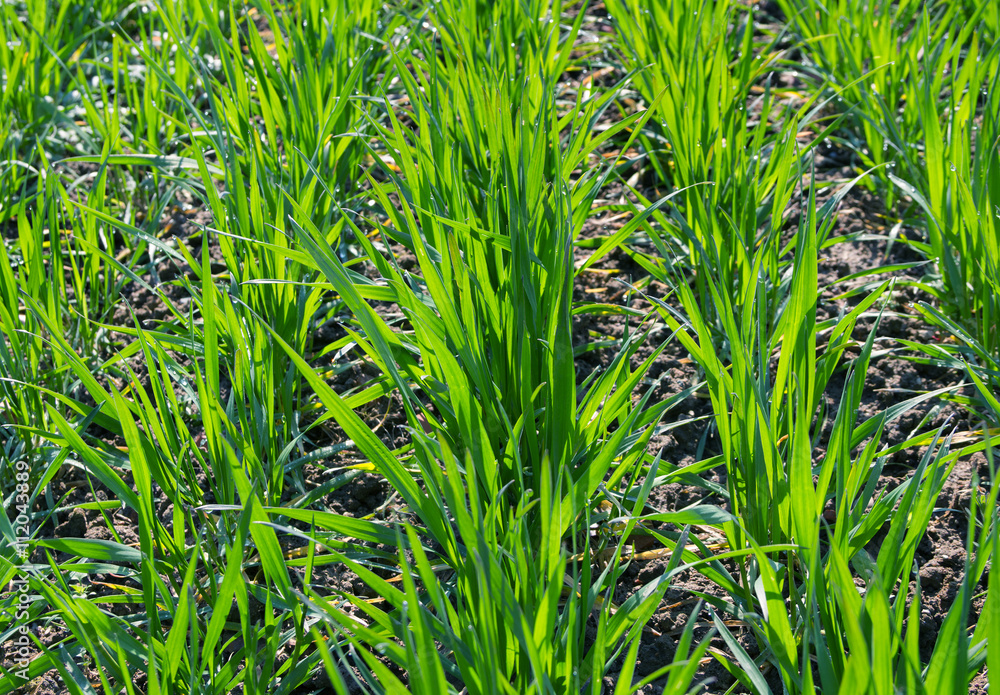 Obraz premium Spring field with fresh green grass.