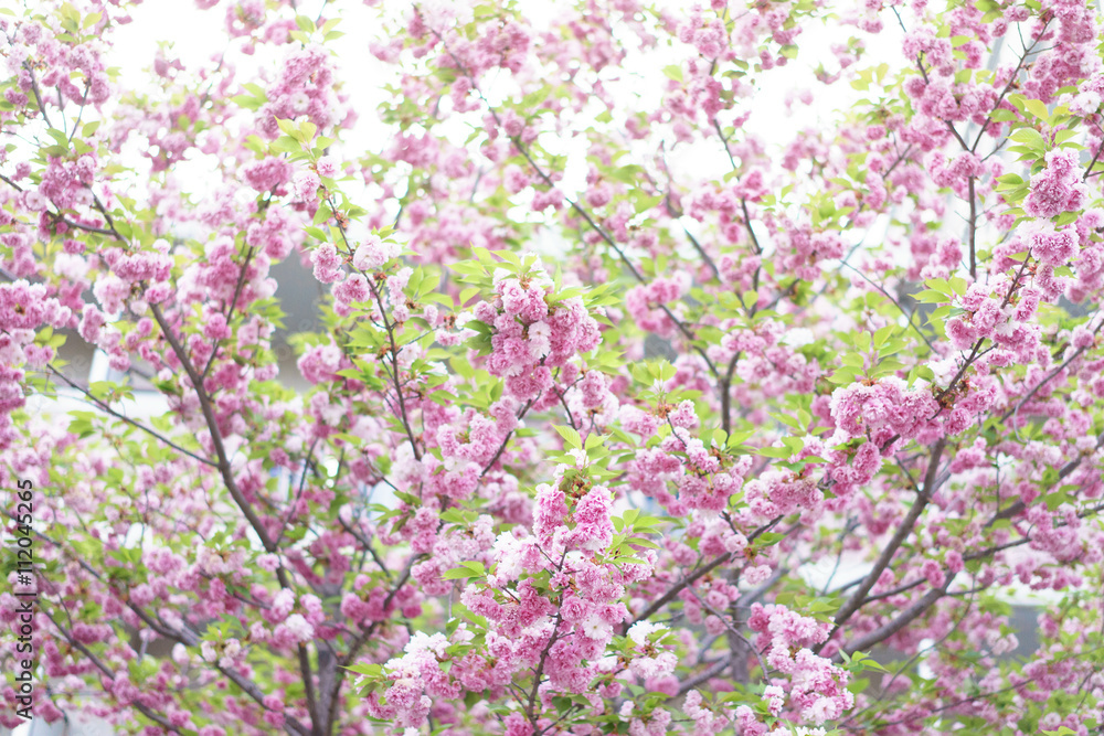 Sakura bloom japan