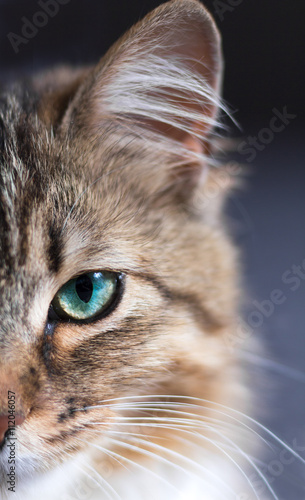 portrait of a beautiful cat on a black background