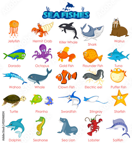 Wide variety of sea fish