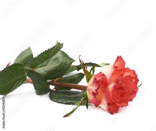 Single red rose isolated lying over the white surface