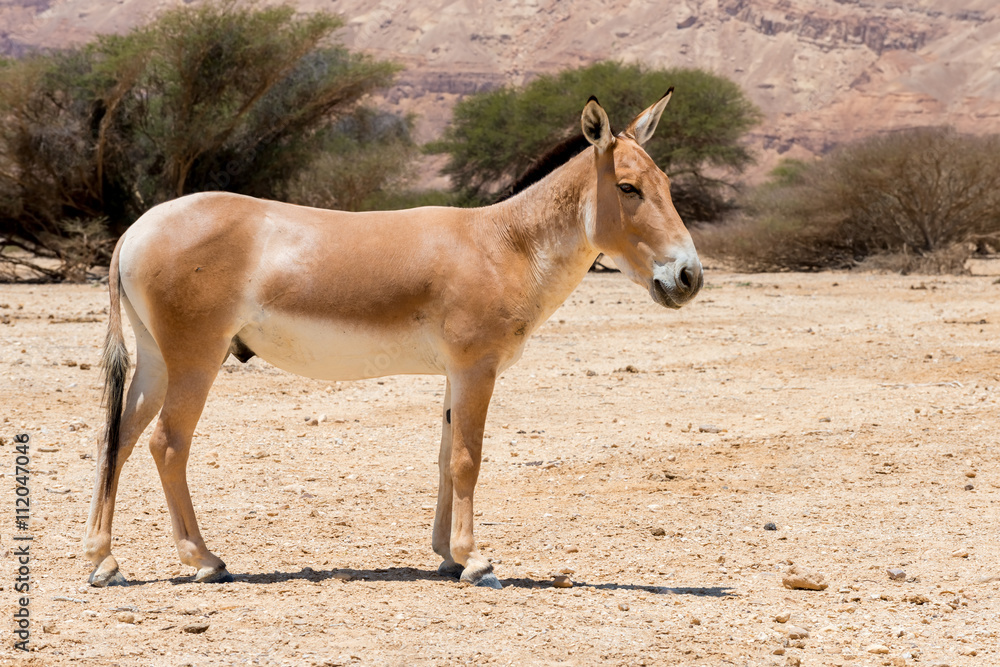 Fototapeta premium The onager (Equus hemionus) is a brown Asian wild donkey inhabiting nature reserve park near Eilat