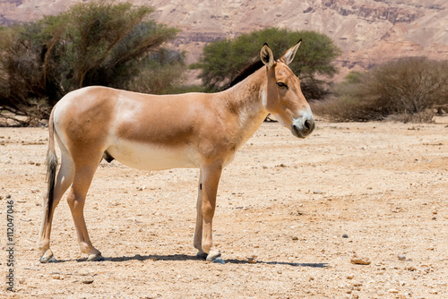 The onager  Equus hemionus  is a brown Asian wild donkey inhabiting nature reserve park near Eilat