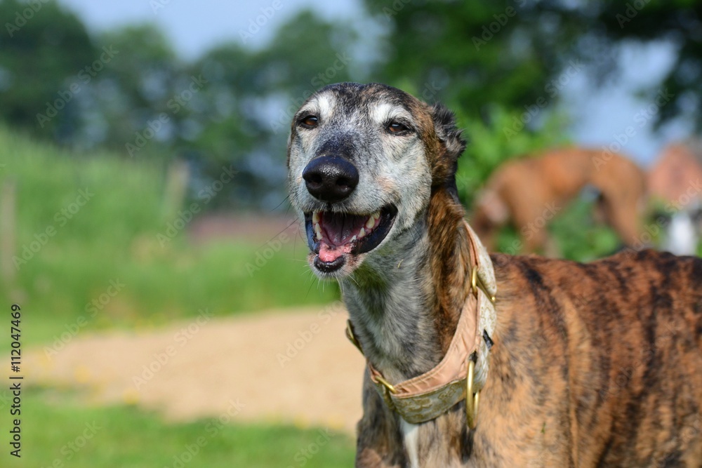 alter Galgo Espanol lacht alter Galgo Espanol lacht