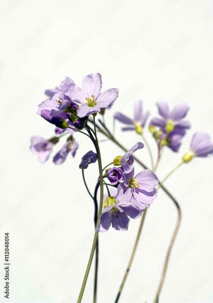 Wiesenschaumkraut; Cardamine, pratensis; Wiesenblume Wiesenschaumkraut; Cardamine, pratensis; Wiesenblume