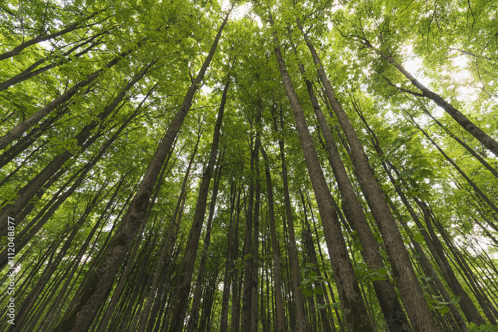 Stretching up the trunks of trees in the forest. Stretching up the trunks of trees in the forest.