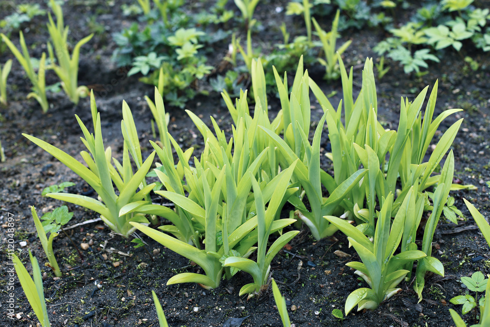 Young plants daylily in a garden Young plants daylily in a garden