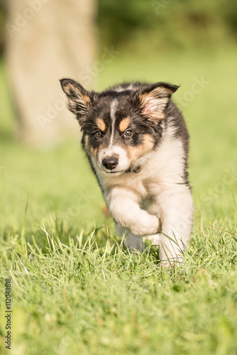 Border Collie Welpe rennt