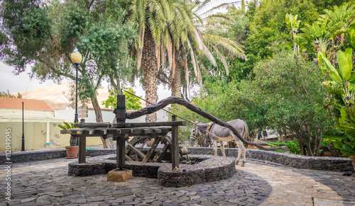 Well with donkey in Pajara at Fuerteventura, Canary Islands