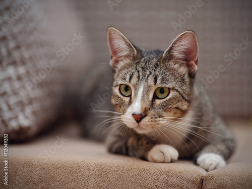 Striped cat with white paws