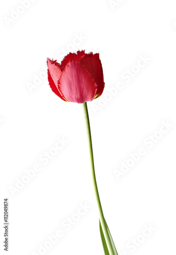One red tulip isolated