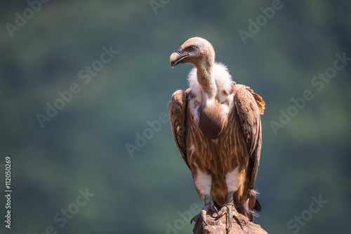 Griffon Vulture in a detailed portrait, standing on a rock overs photo