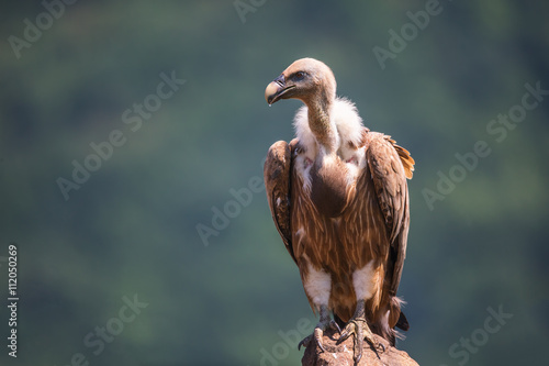 Foto Griffon Vulture in a detailed portrait, standing on a rock overs