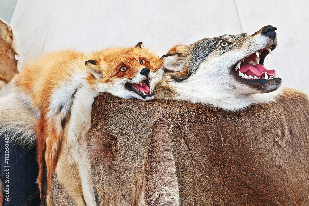 Stuffed wolf and fox. Taxidermy of wild animals. Fur rug. Stock Photo |  Adobe Stock