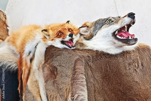 Stuffed wolf and fox. Taxidermy of wild animals. Fur rug.