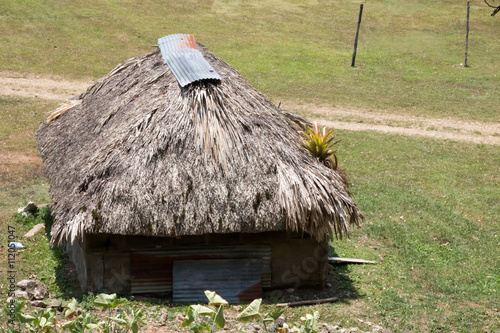 Research hut with thatched roof at Caracol