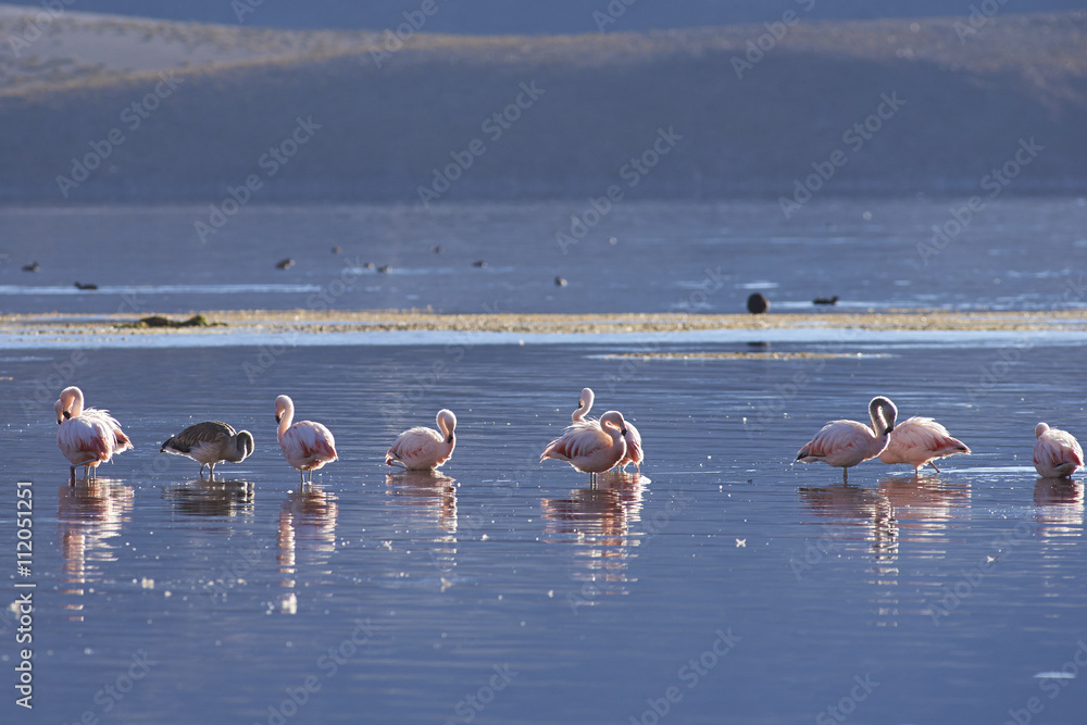Group of Chilean Flamingos (Phoenicopterus chilensis) at dawn on Lake Chungara in Lauca National Park, northern Chile.