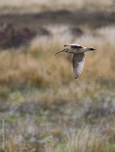 Curlew in Flight © Richard Hadfield