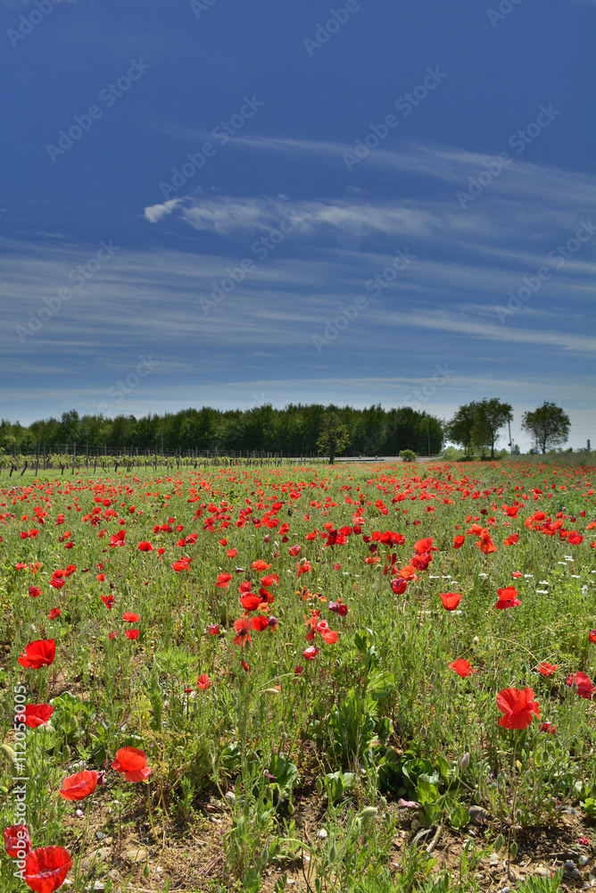 Poppy Field Near Cividale 