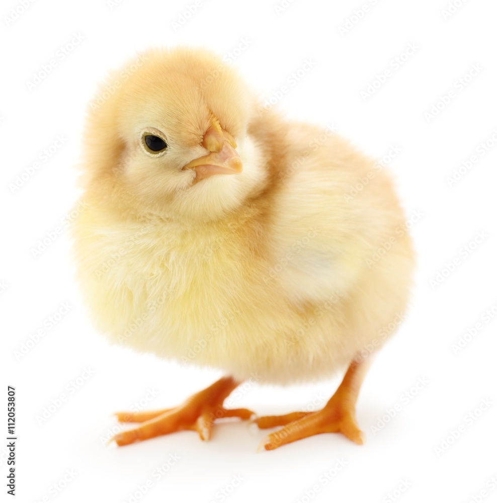 Fototapeta premium Small yellow chicken.
