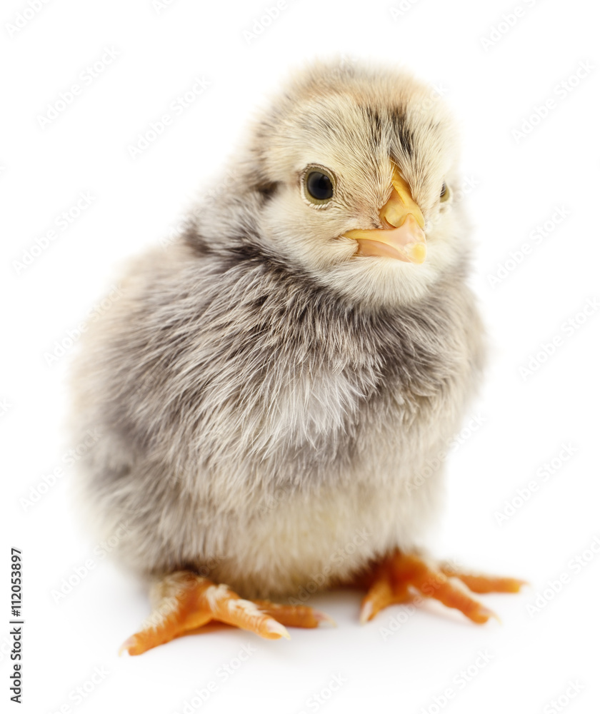 Small grey chicken. Small grey chicken.