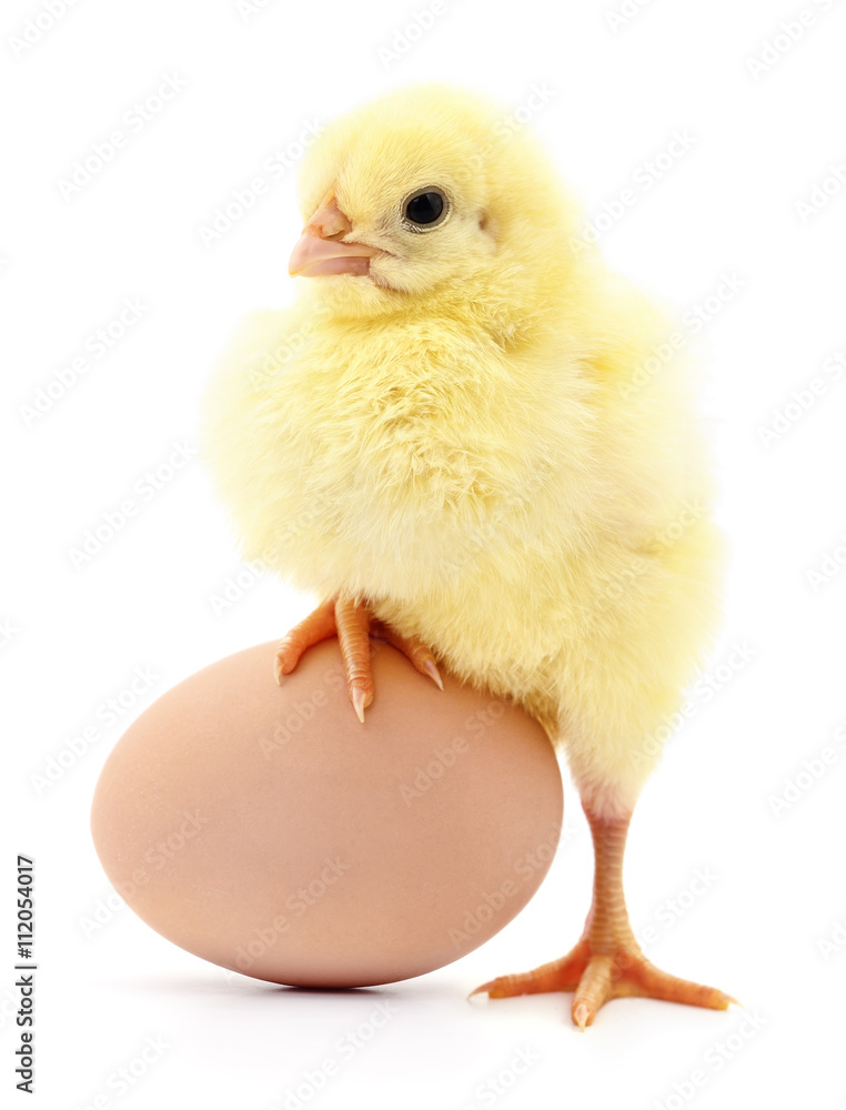 Obraz premium Chicken and egg.