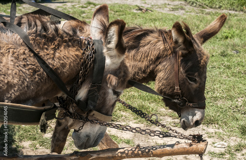 Donkeys pulling a cart loaded with hay © varbenov