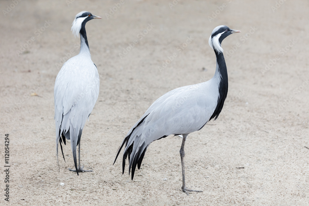 Naklejka premium birds African crane