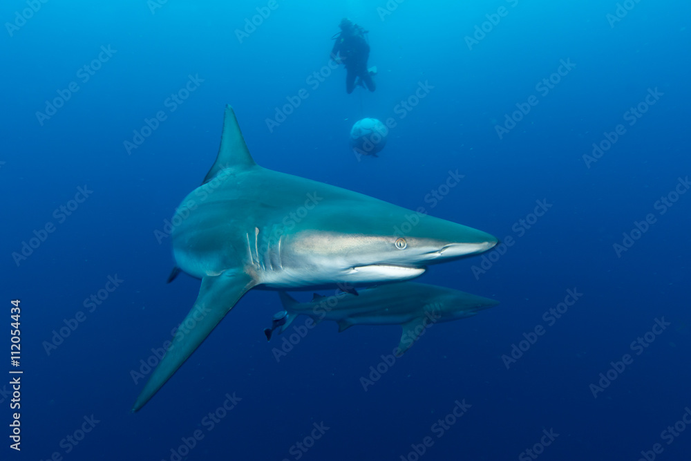 Fototapeta premium Giant Blacktip swimming in deep blue water