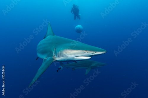 Giant Blacktip swimming in deep blue water