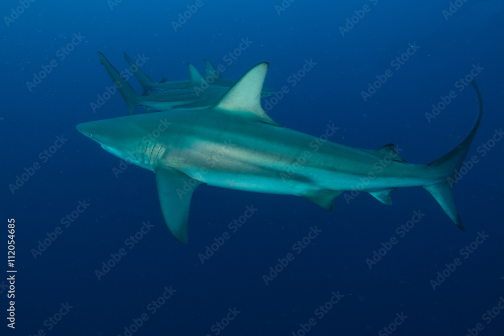 Obraz premium three giant Blacktips swimming in deep blue water