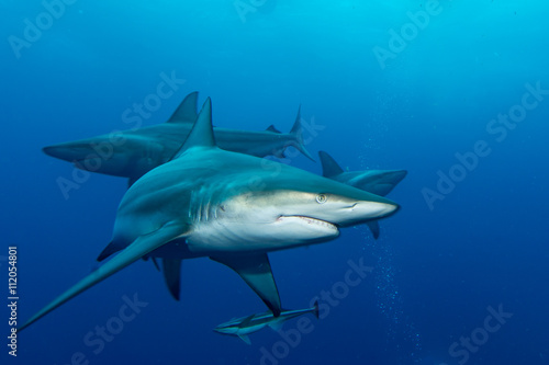 three giant Blacktips swimming in deep blue water