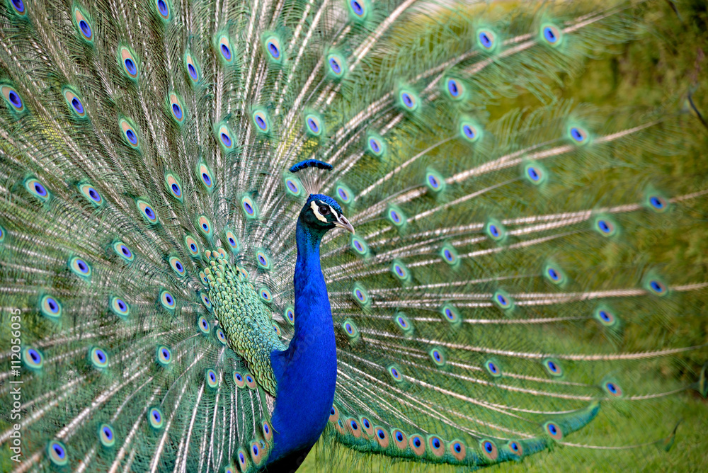 Fototapeta premium Paw